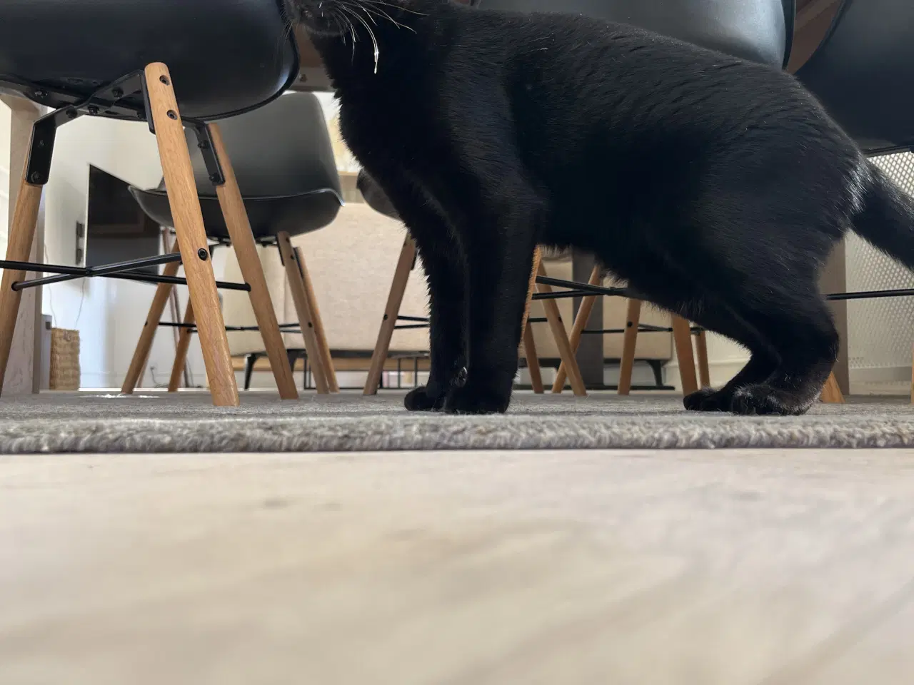 Billede 3 - En ung og søg kat