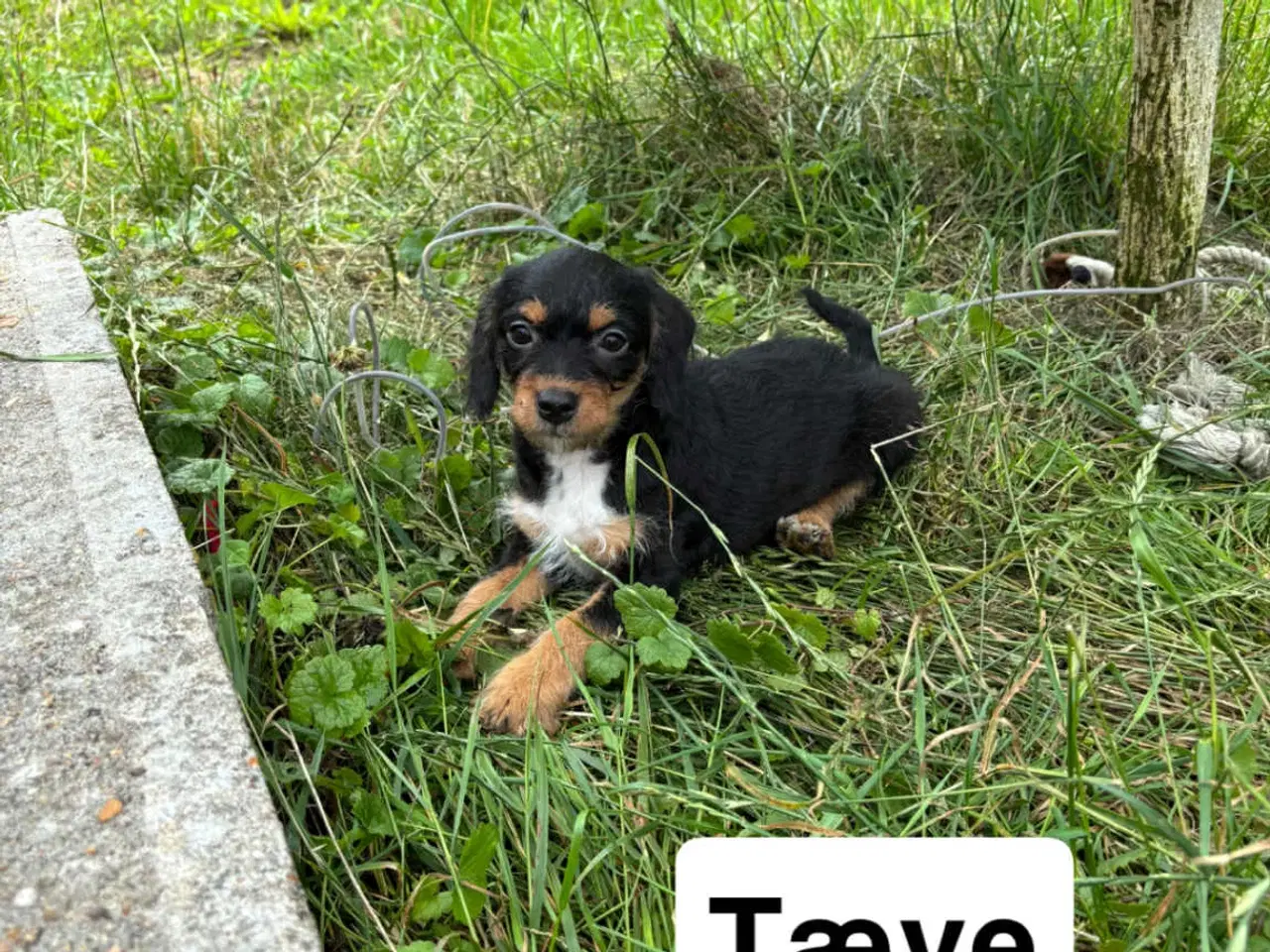 Billede 2 - puddel-dansk svensk gårdhund