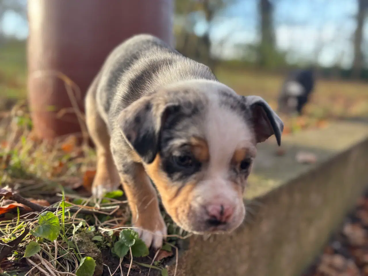 Billede 1 - Australian bulldog hvalp