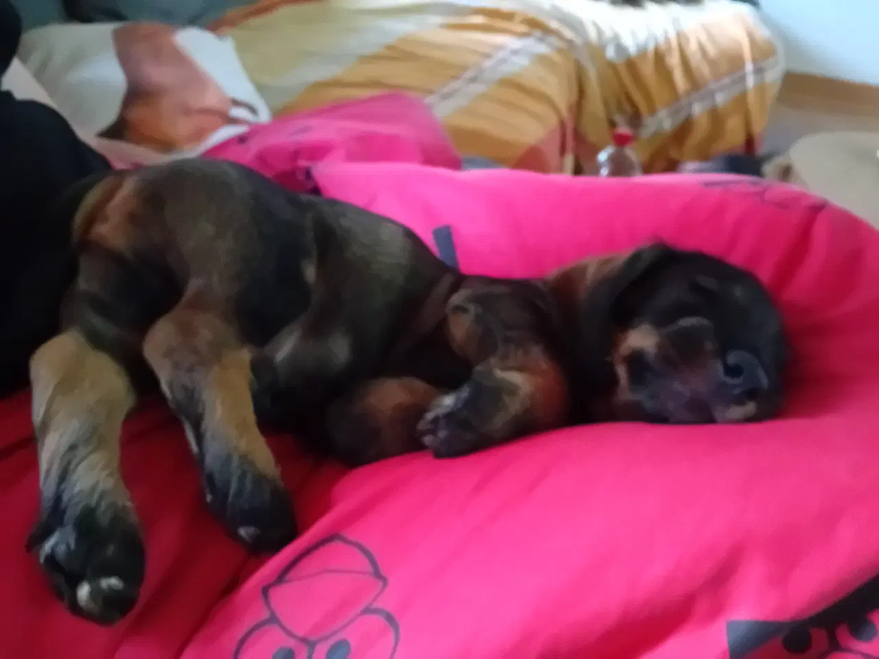 Billede 1 - Ruhåret standard gravhund