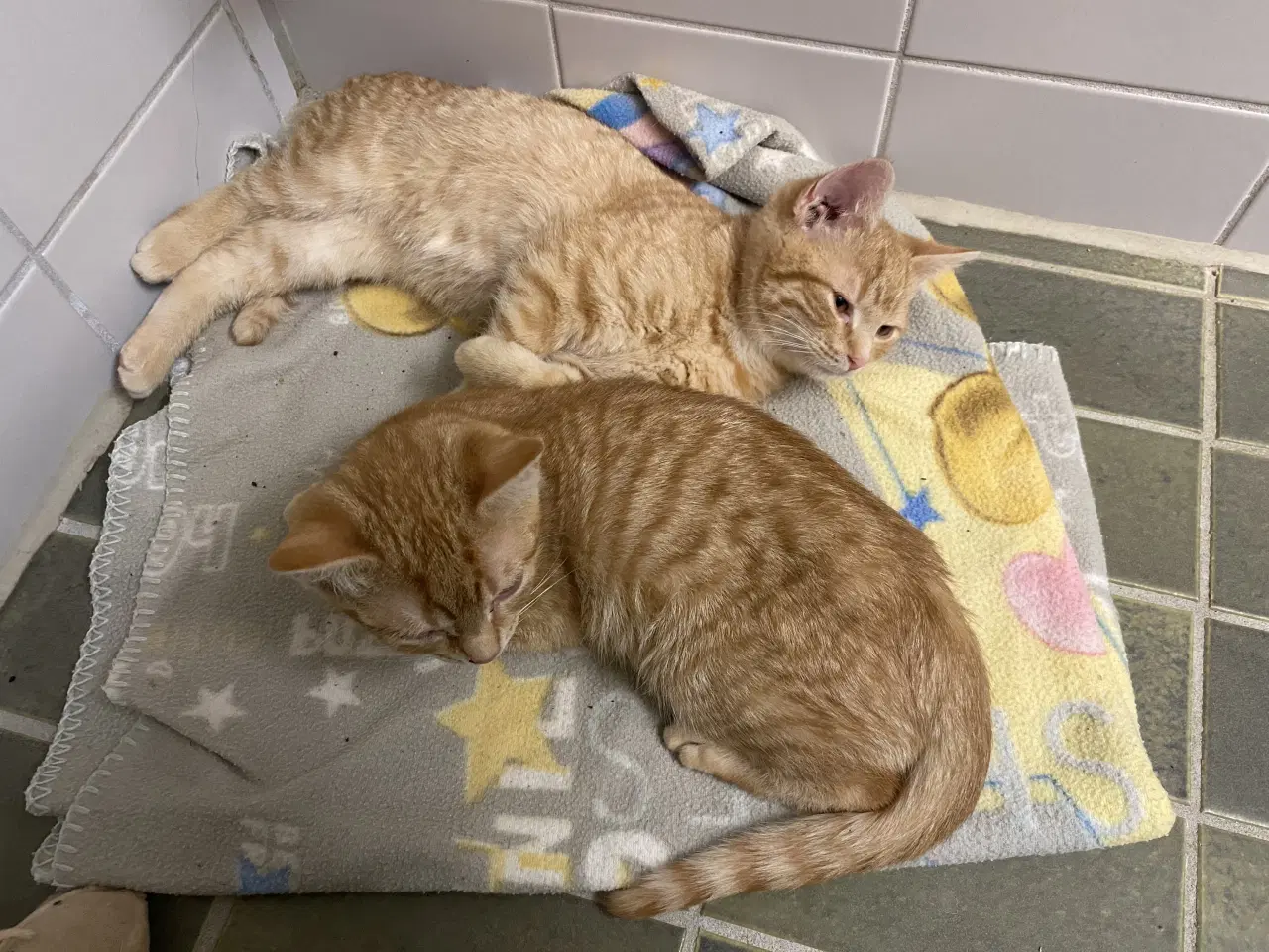 Billede 3 - 2 søde kattekillinger gives væk 