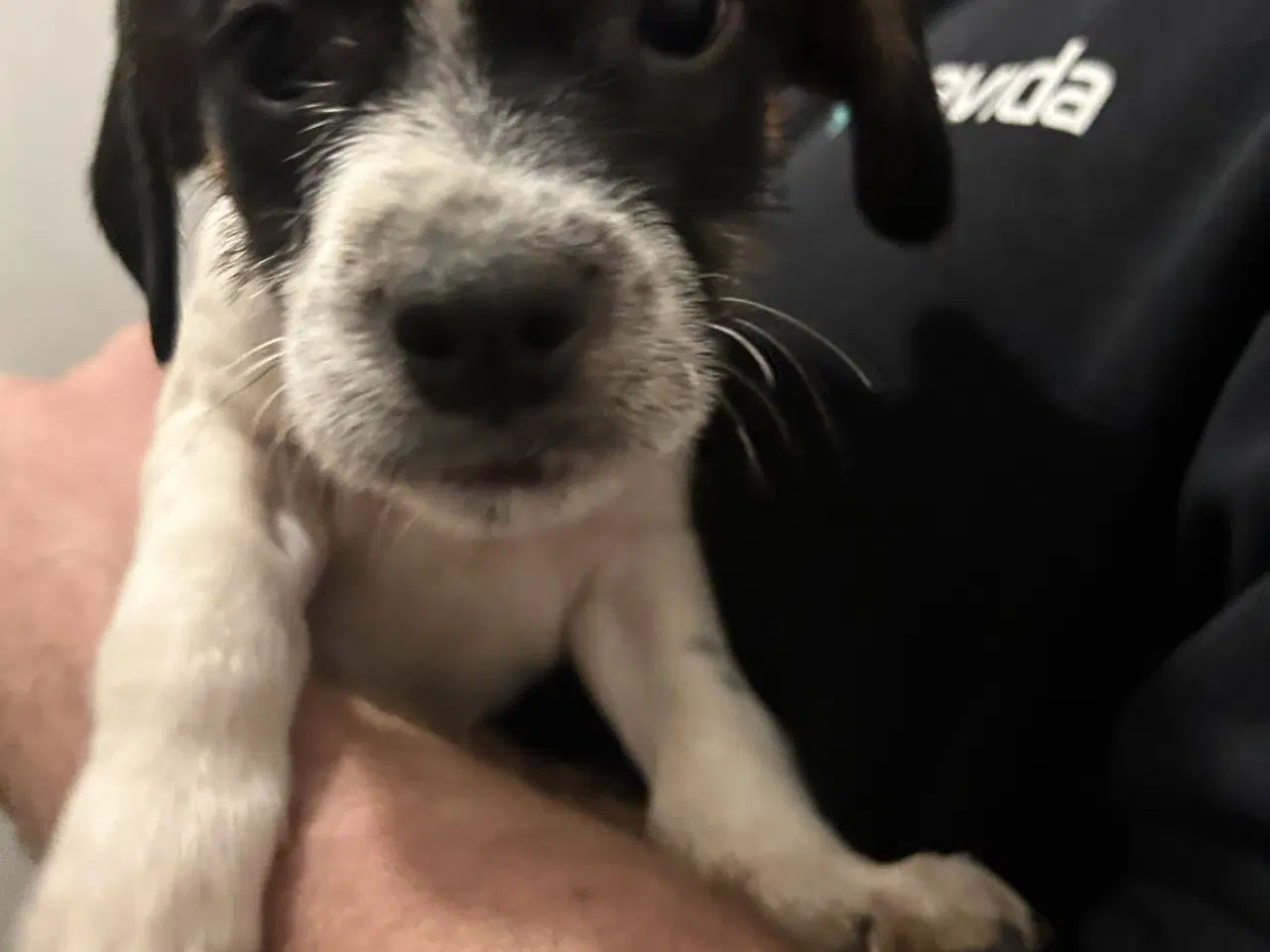 Billede 4 - Skønne hvalpe søger nyt hjem