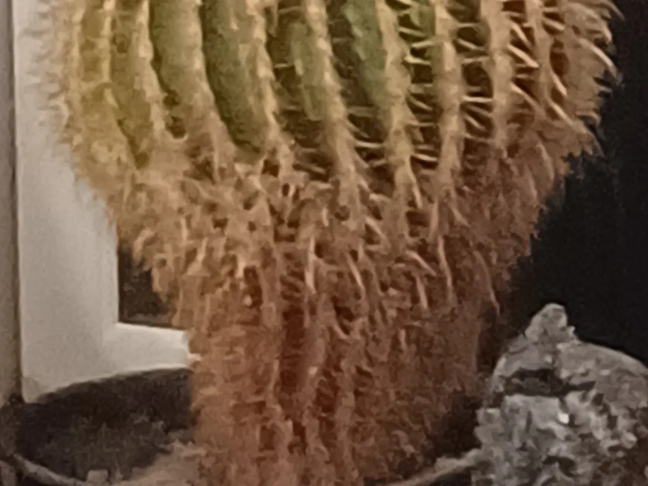 Billede 1 - Kaktus stueplante