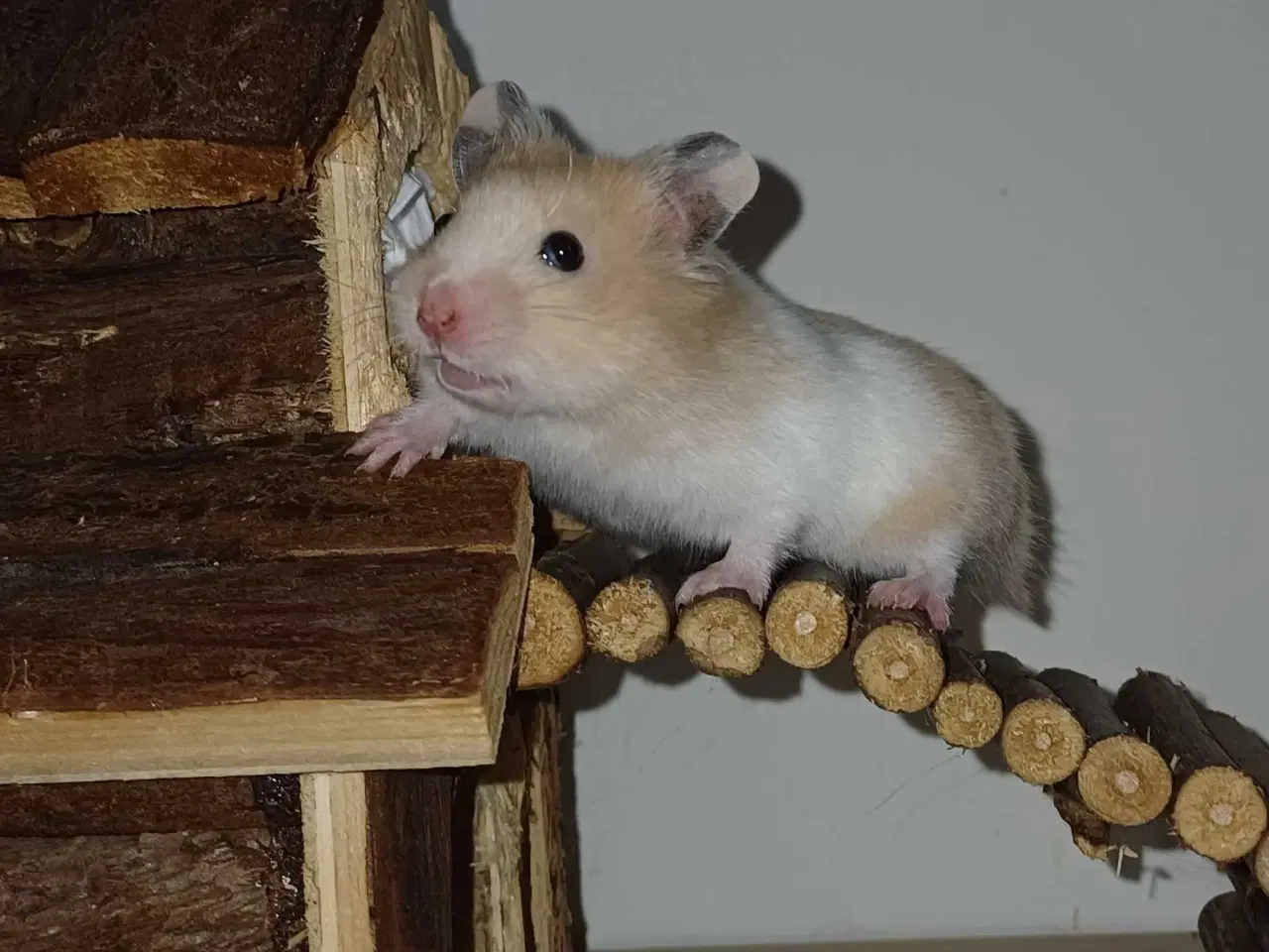 Billede 1 - Guldhamster unger