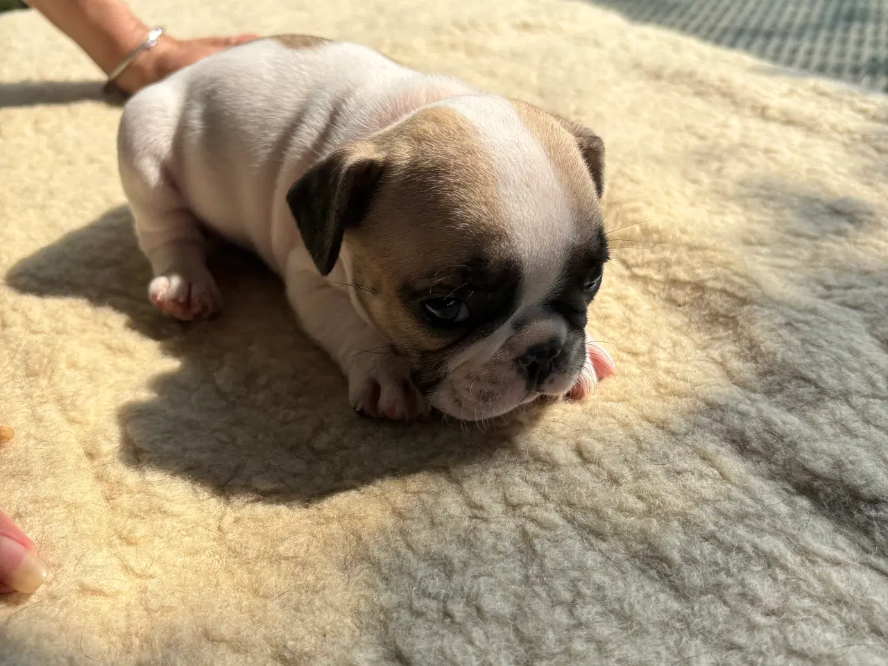 Billede 13 - Franske bulldog hvalpe