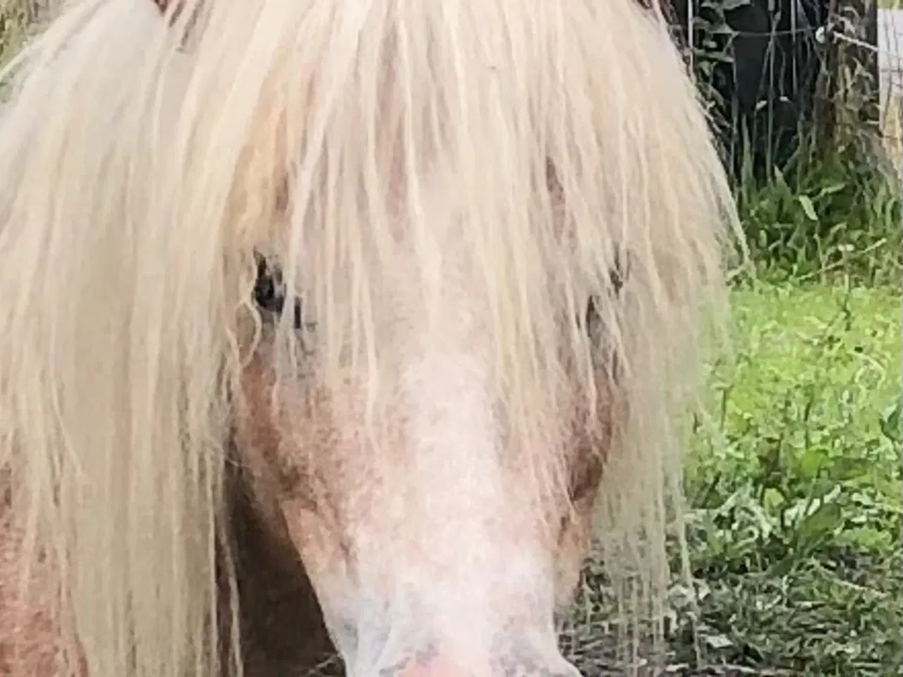 Billede 17 - Hingste