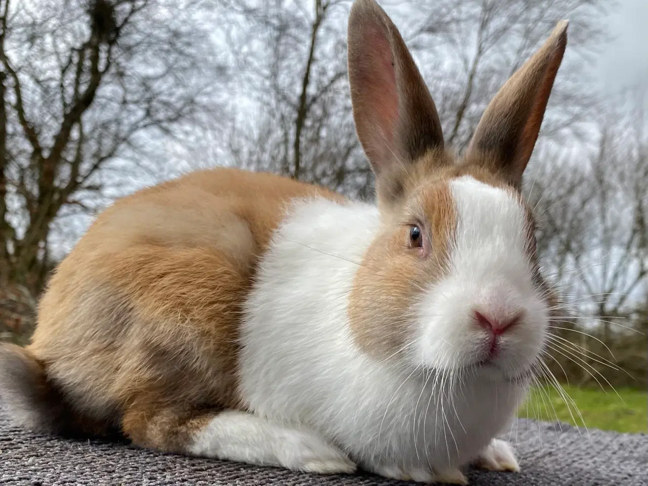 Billede 1 - HOLLÆNDERE HAN MADAGASCAR