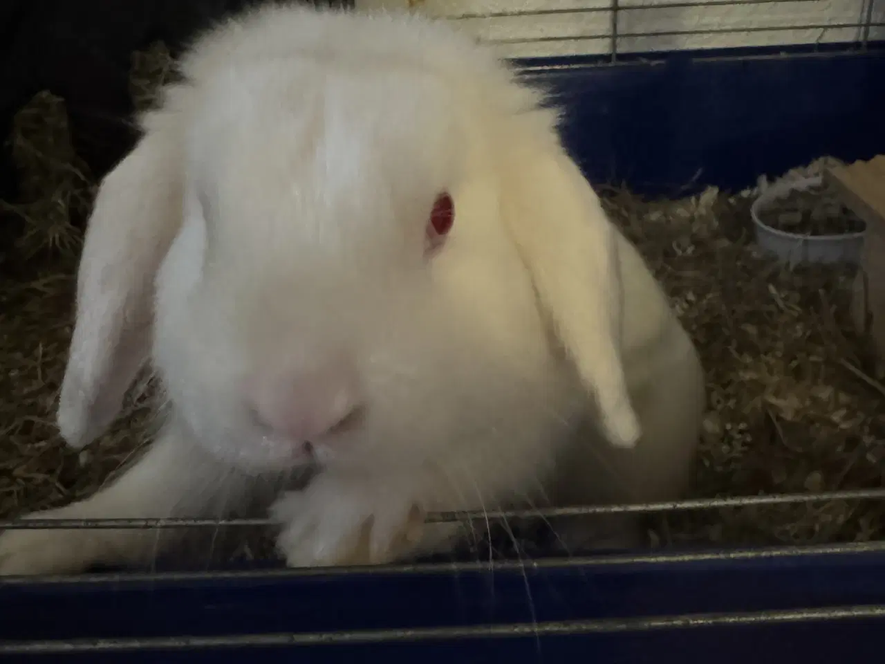 Billede 4 - Han kanin