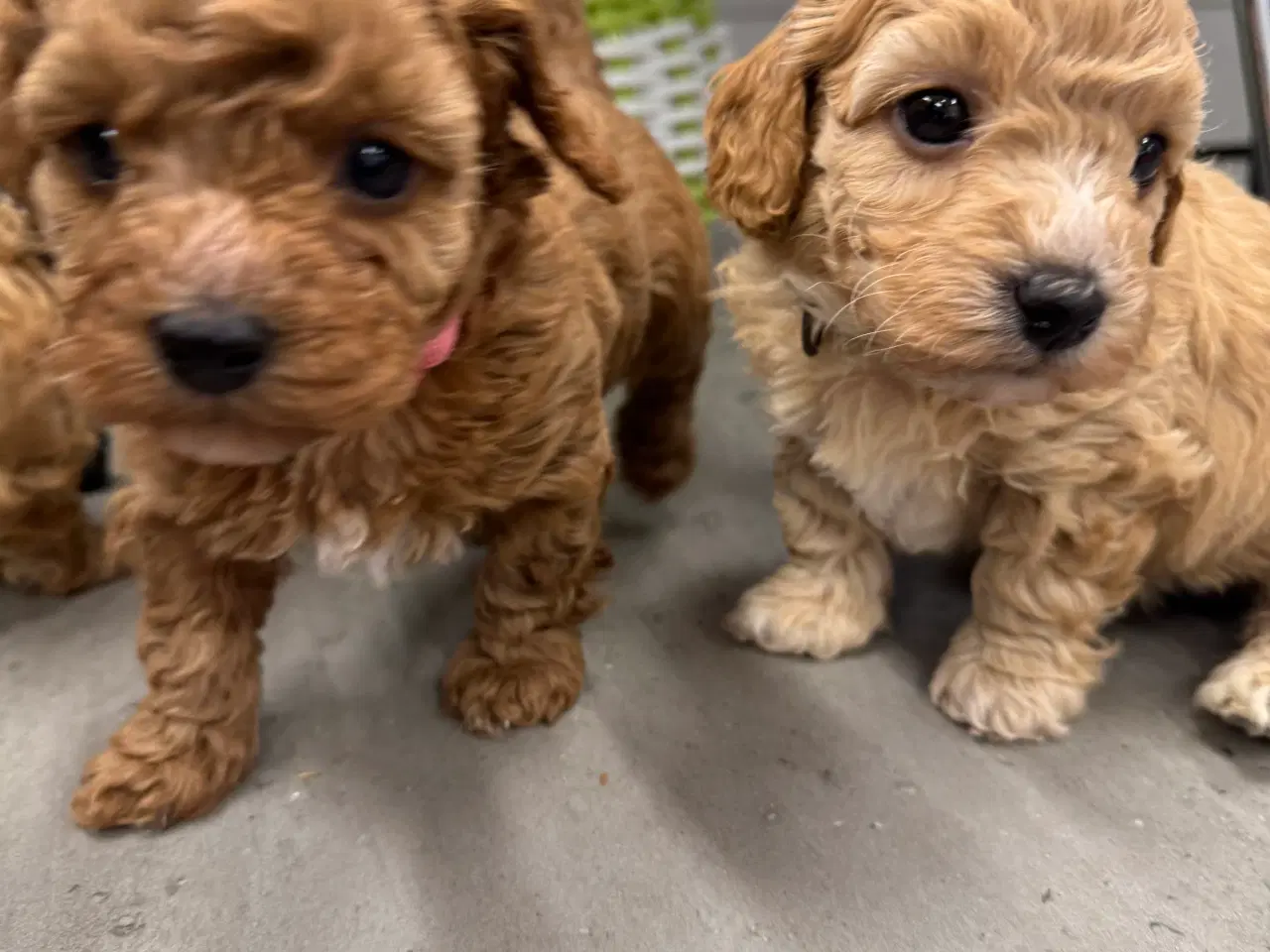 Billede 10 - 🐾✨ Skønne Maltipoo hvalpe klar til deres nye fami