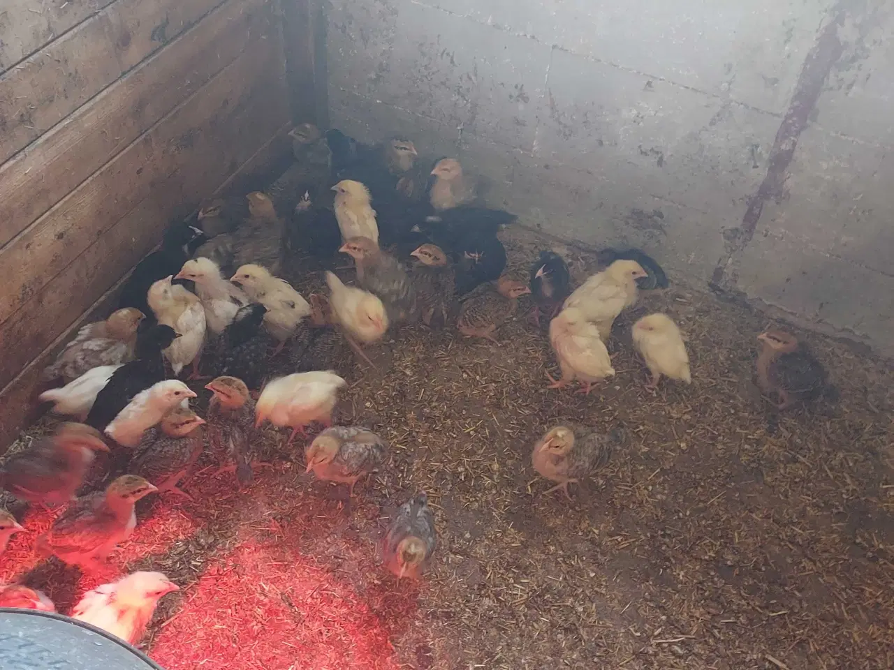 Billede 1 - Krydsning kyllinger 