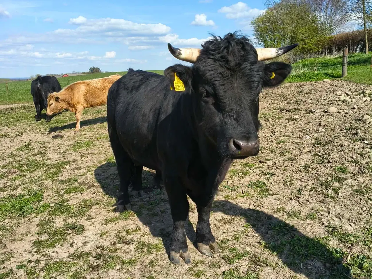 Billede 3 - Smukkeste Dexter tyr