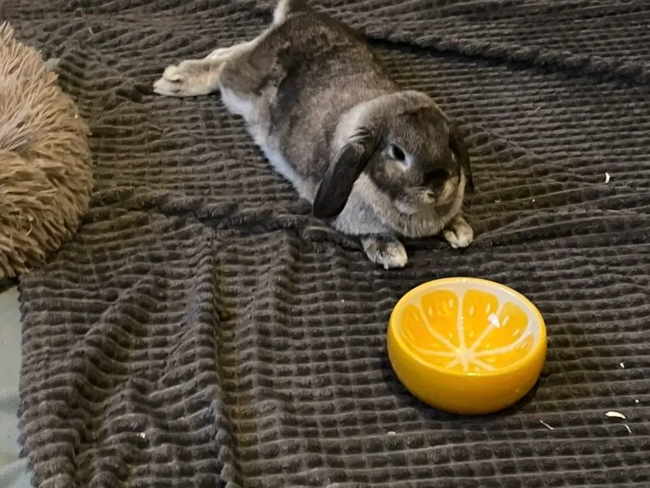 Billede 2 - Sød & tam hun kanin sælges 🐰🩷