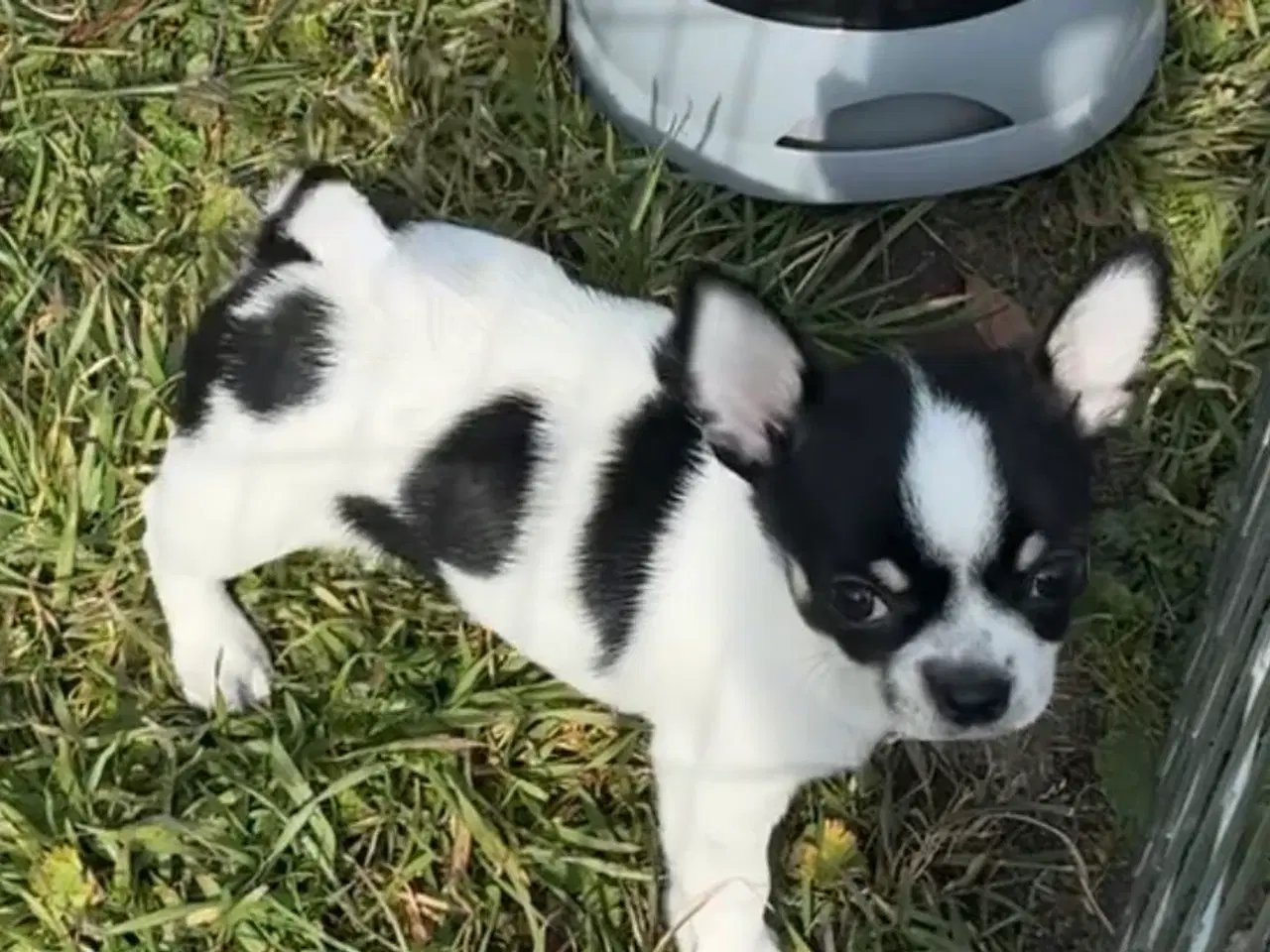 Billede 2 - DKK Chihuahua 