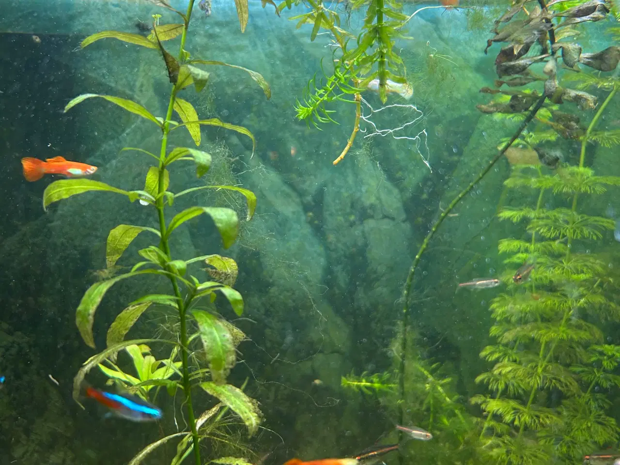 Billede 6 - 🐠 Guppyer – voksne i flotte farver | Afhentning