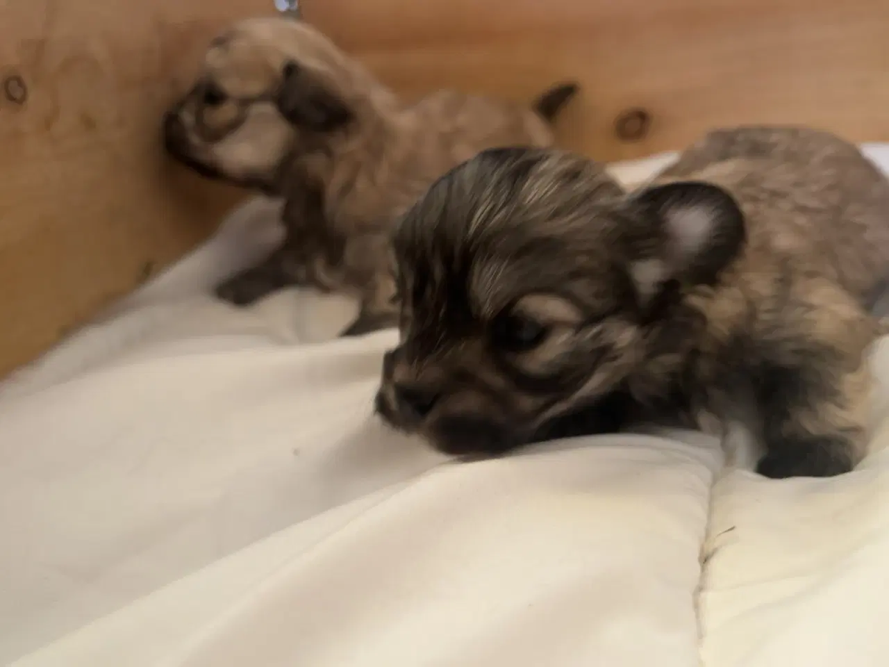 Billede 8 - Små allergivenlige og ikke fældende hundehvalpe