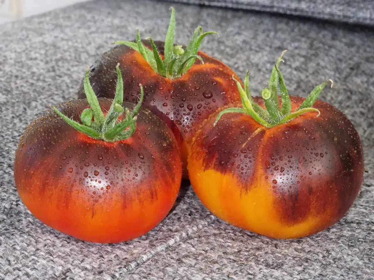 Billede 10 - 275 tomatsorter FRØ!!