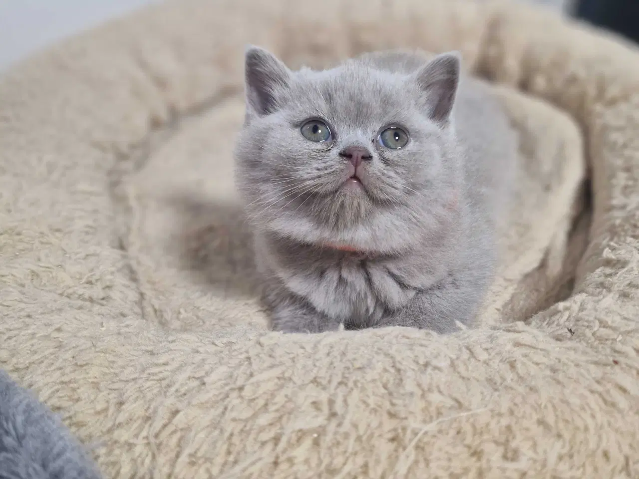 Billede 5 - British shorthair killinger