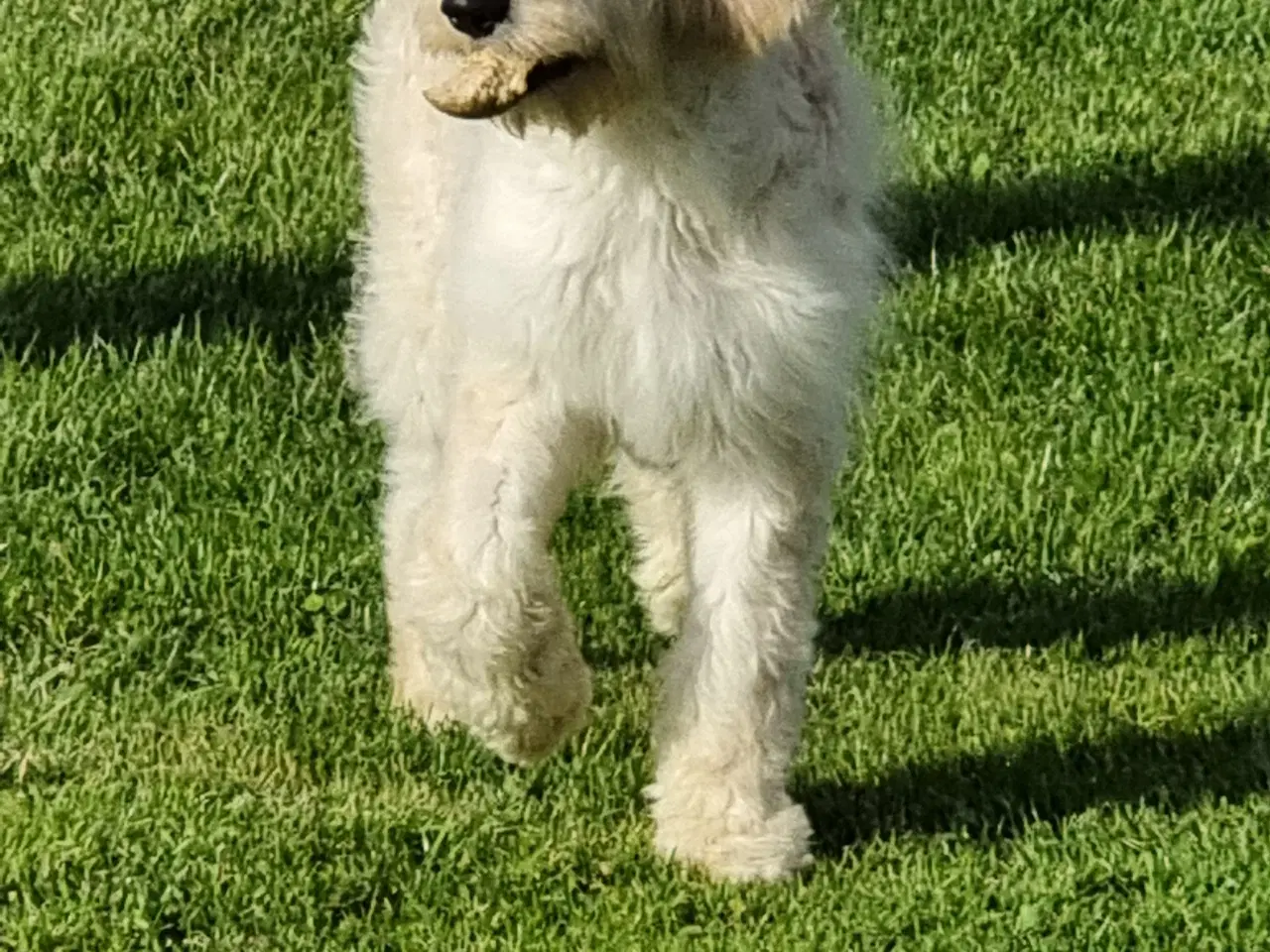 Billede 4 - skønheder Golden doodle hvalpe