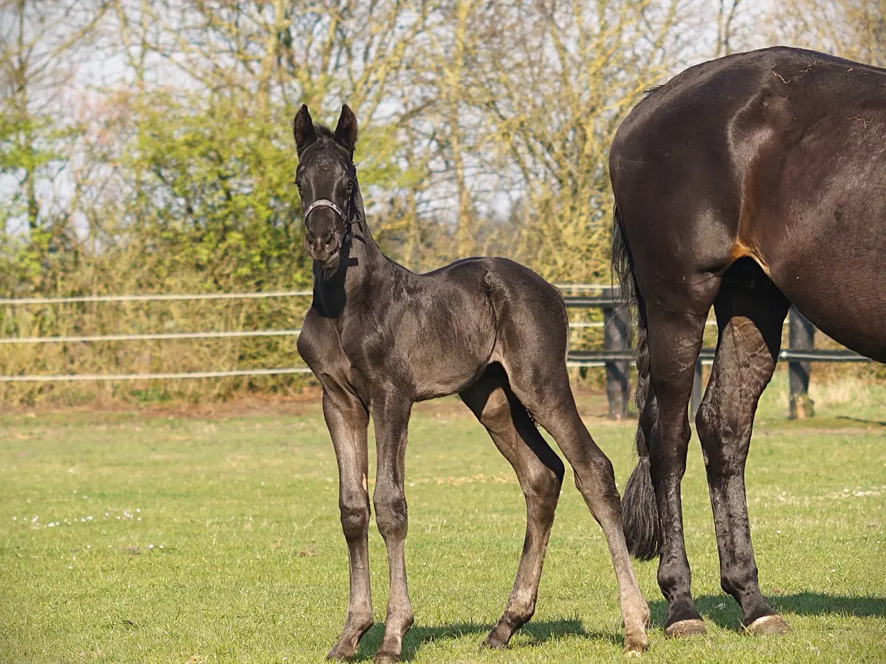 Billede 4 - DV Hovedstambog Avlshoppe