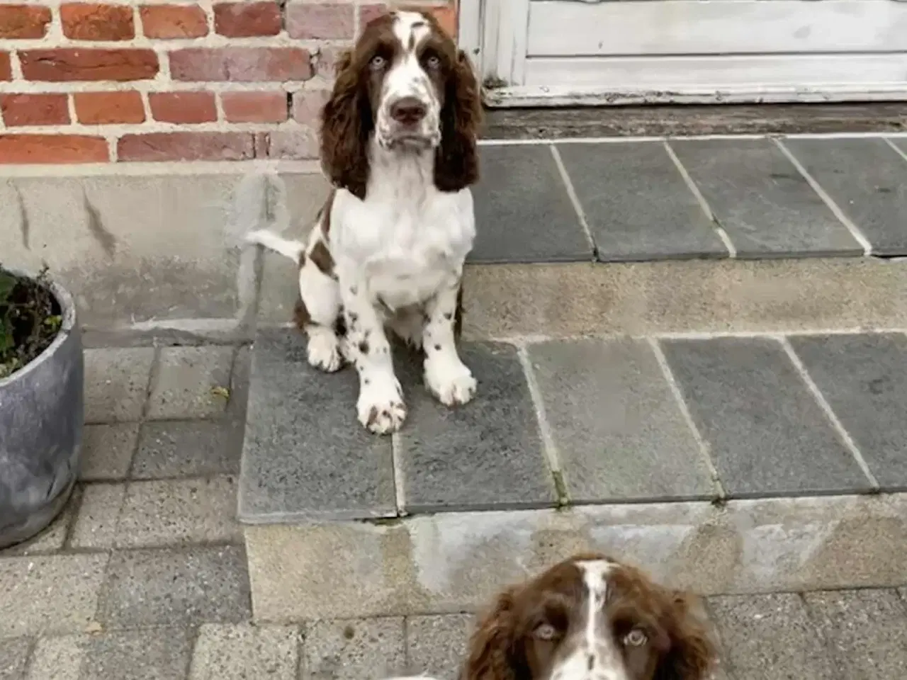 Billede 7 - Engelsk springer spaniel hvalpe