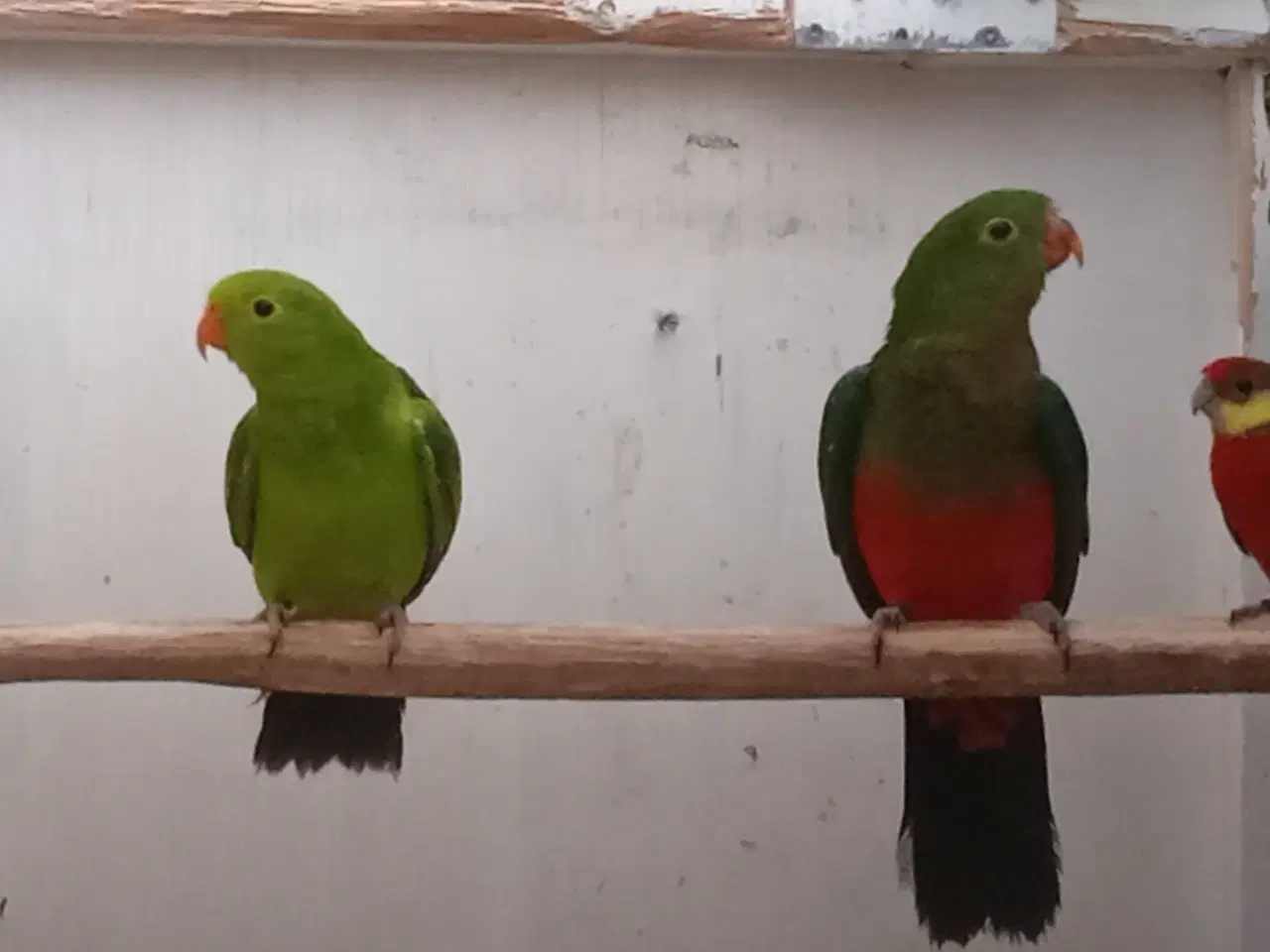 Billede 1 - Konge parakit