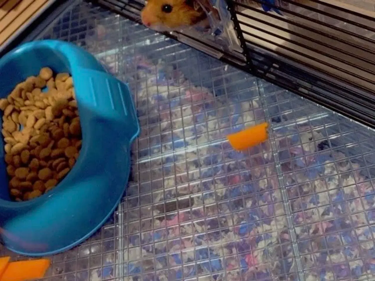 Billede 2 - Guldhamster 