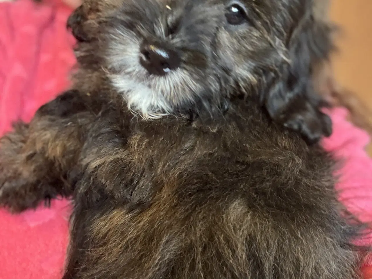 Billede 12 - Rejseklar Shihpoo /Klar i dit nye hjem/