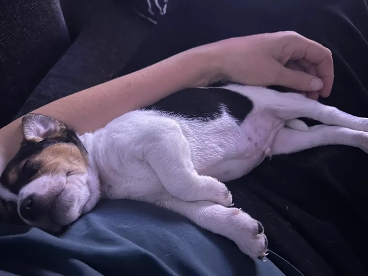 Billede 3 - Skønneste DSG hvalpe