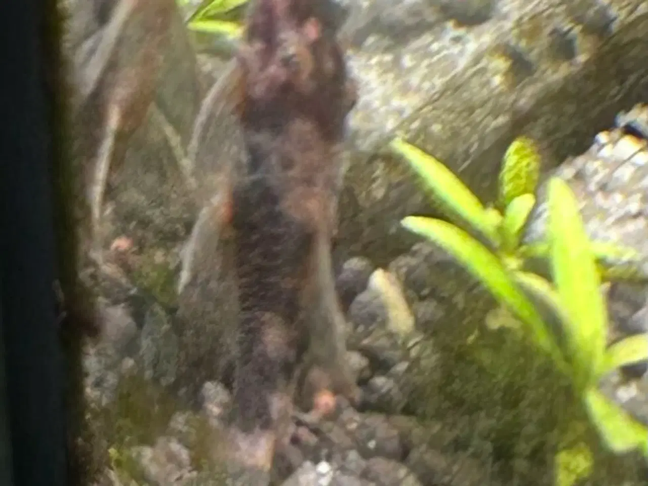 Billede 5 - 🐟 LDA16 Ancistrus maller – sunde og aktive