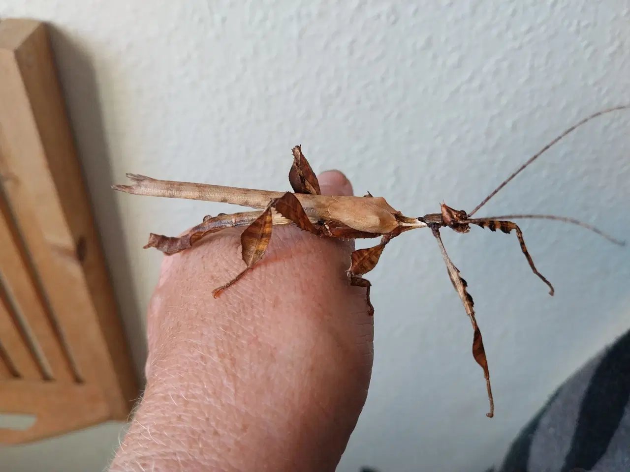 Billede 1 - Extatosoma tiaratum Rosengren