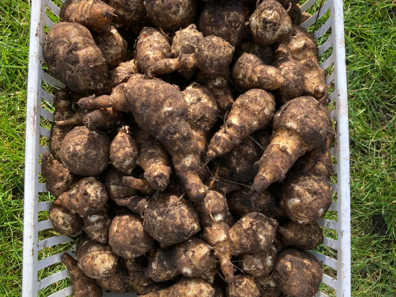 Billede 6 - Jordskokker 6 sorter alle vinterhårdfør