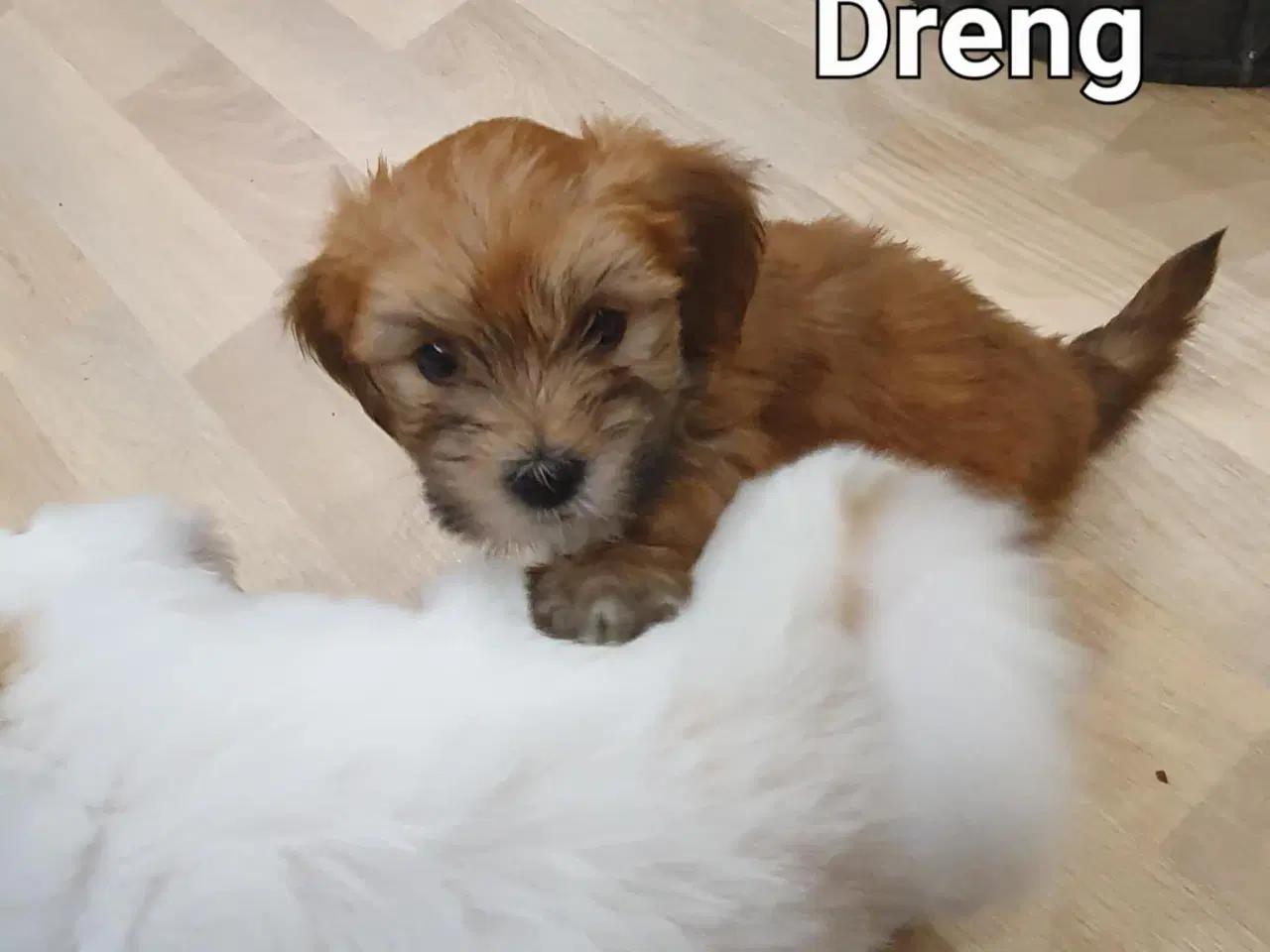 Billede 4 - Bichon Havanais hvalpe