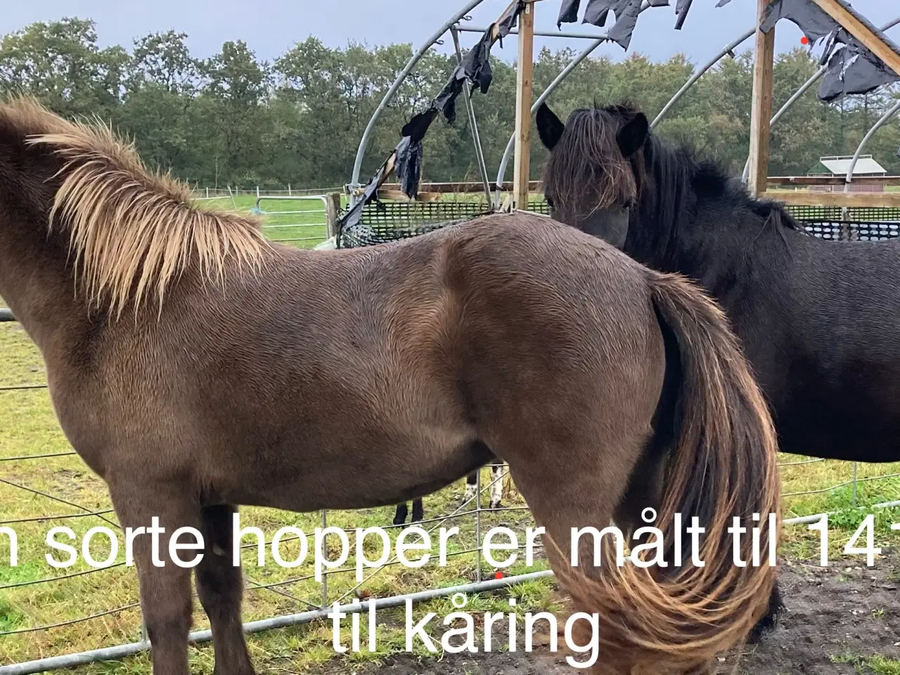 Billede 17 - 4 års islænder hoppe