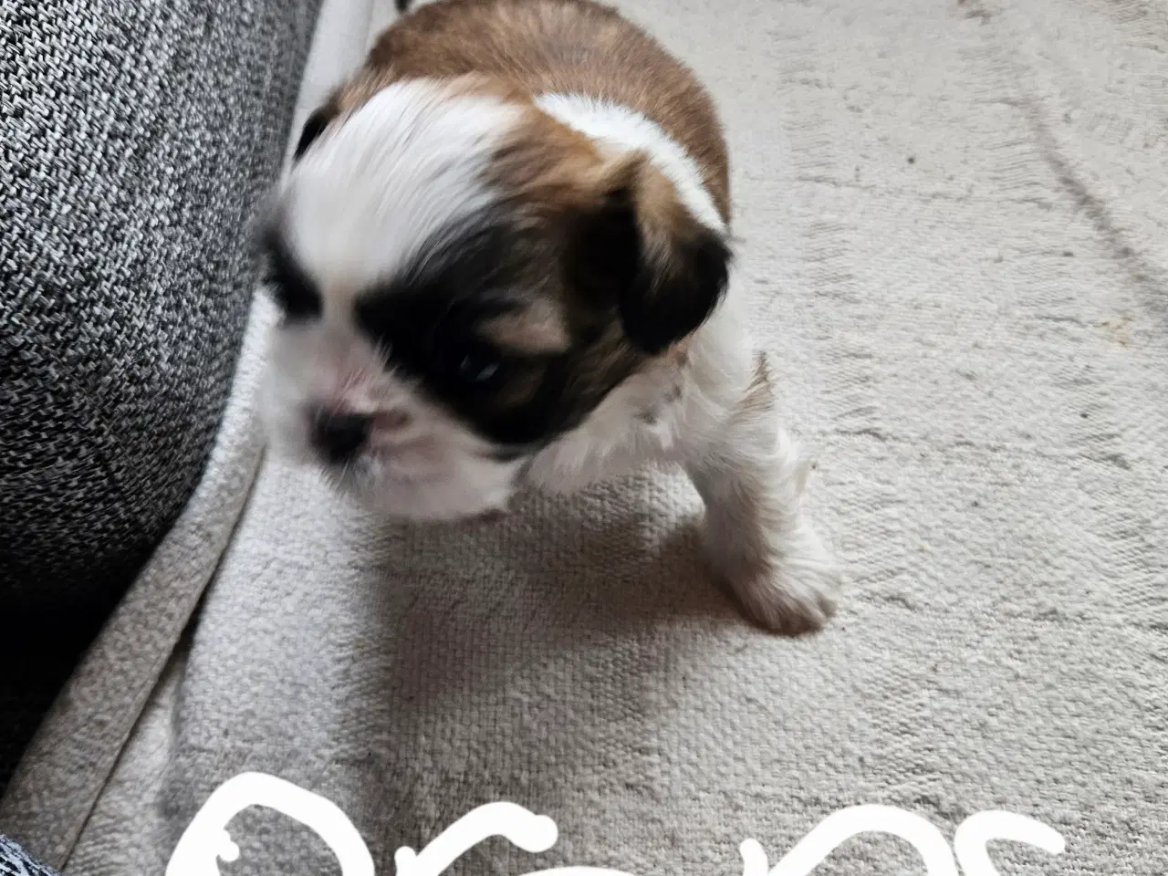 Billede 4 - Skønne shih Tzu hvalpe 2 hanhunde og 2 tæver. 