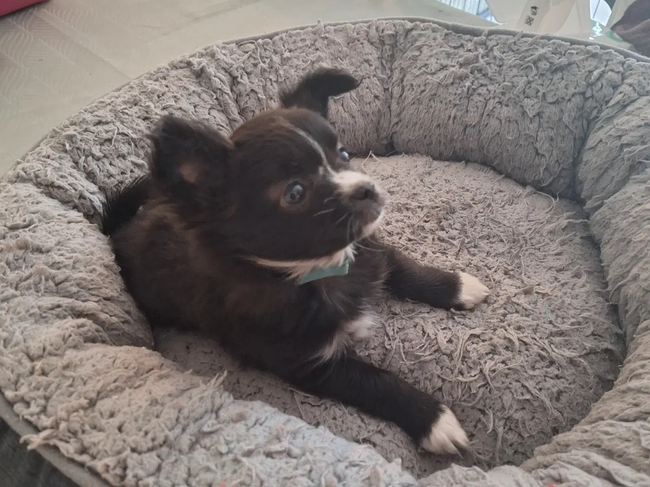 Billede 2 - papilion /chihuahua