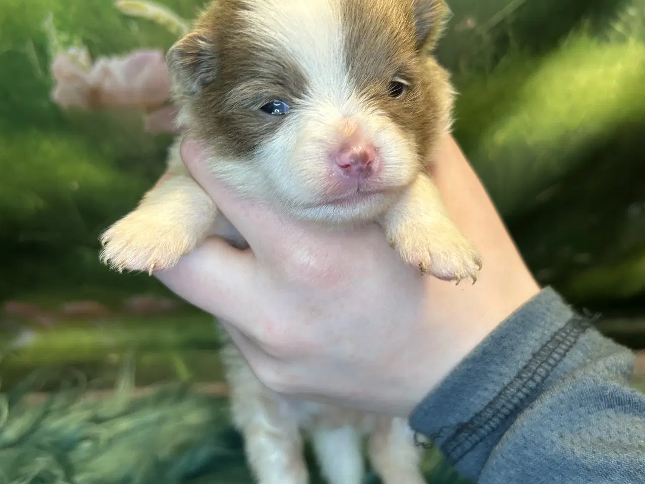 Billede 8 - Meget smukke Pomerania hvalpe 