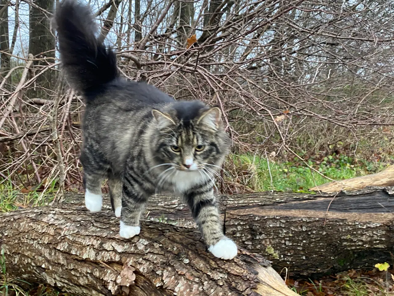 Billede 10 - De smukkeste mainecoon-blandinger 