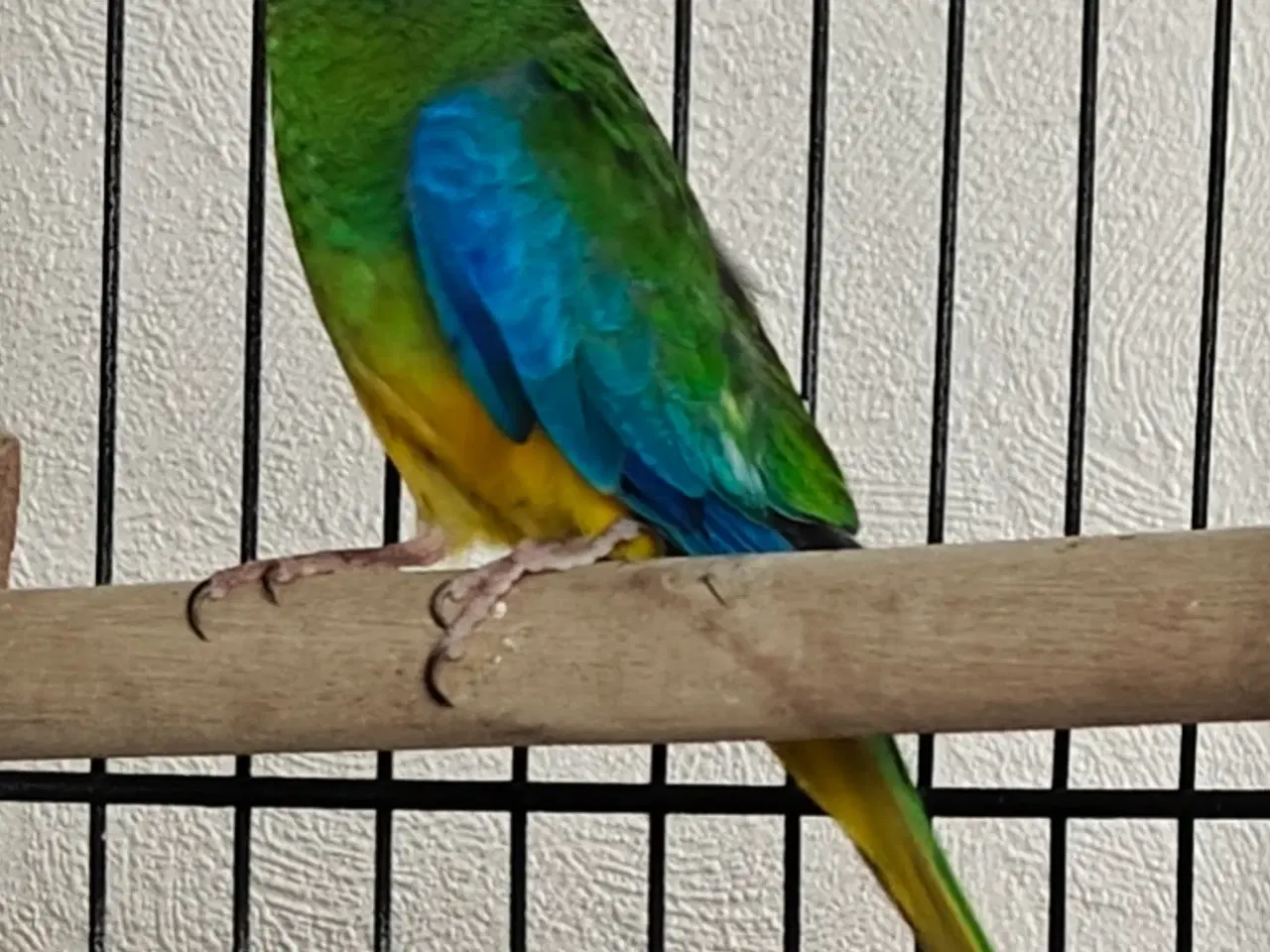 Billede 3 - Flot rødskuldret græsparakit par