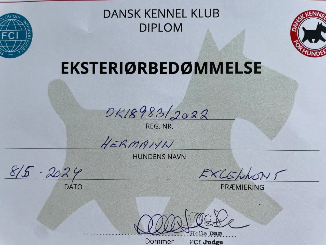 Billede 8 - Parring Bichon Havaneser 