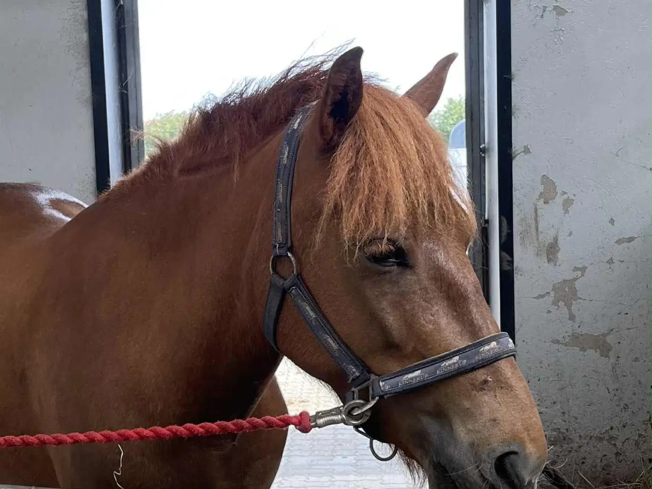 Billede 1 - Sød pony