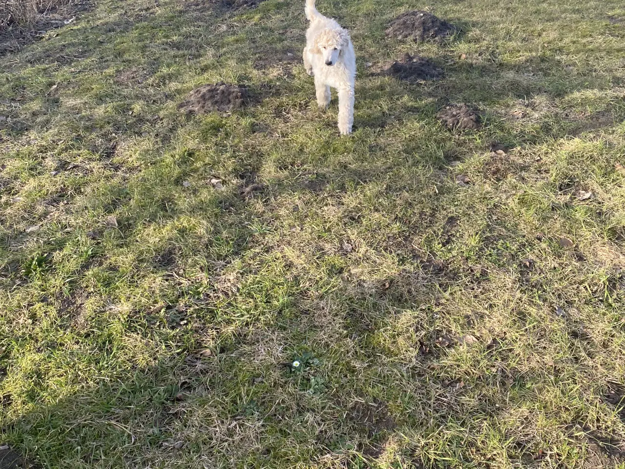 Billede 3 - Lækkert Stor pudel hanhvalp