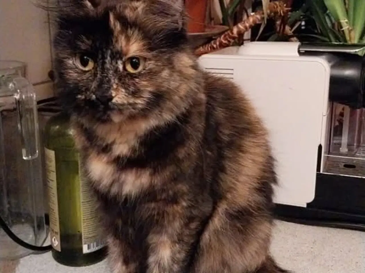 Billede 5 -  KATTE KITTEN PERSIAN MIX