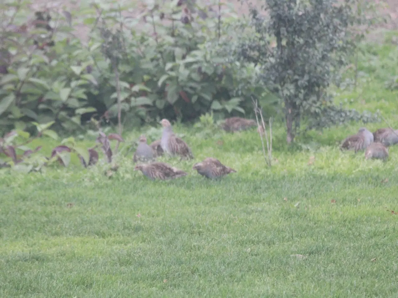 Billede 1 - Jagt søges nær Hornsyld, Juelsminde og Hedensted