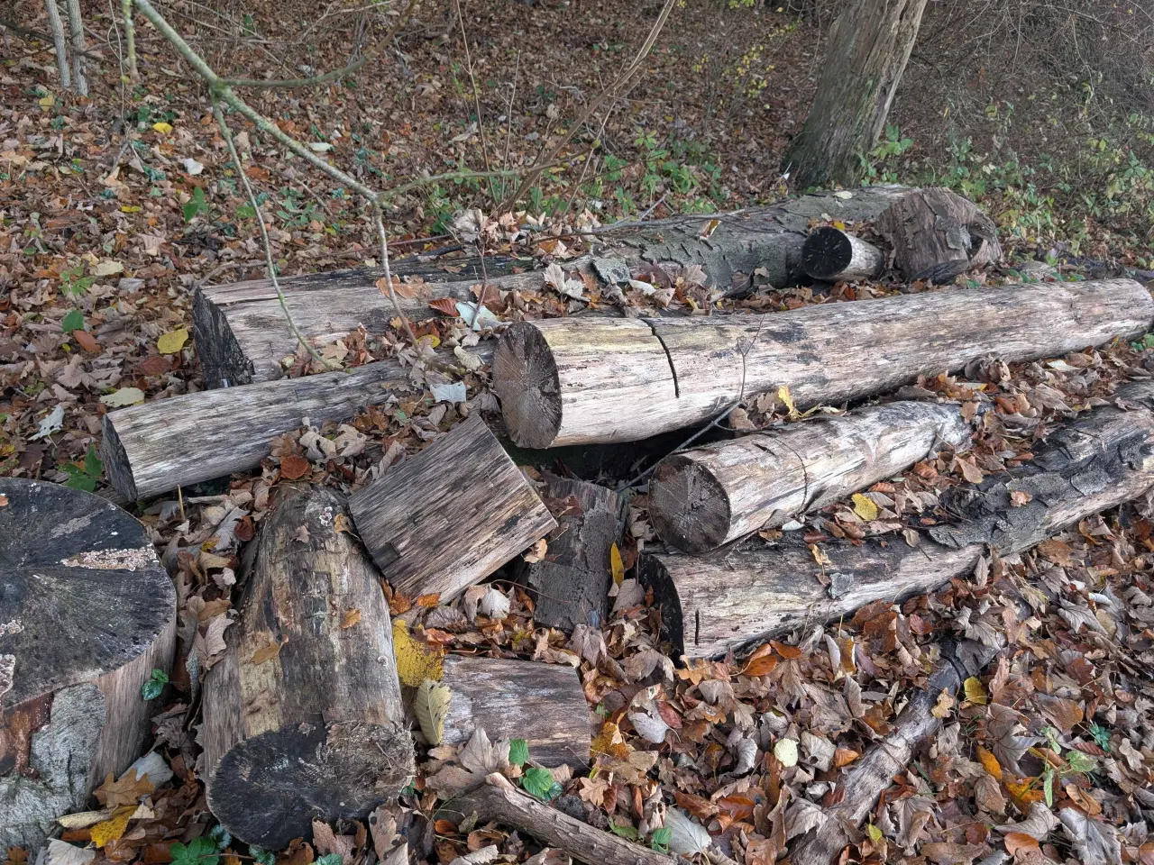 Billede 2 - Savet træ til brænde