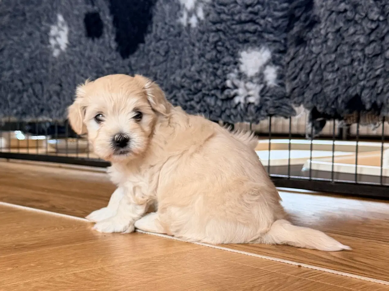 Billede 1 - Bomuldshunde - Havatons 