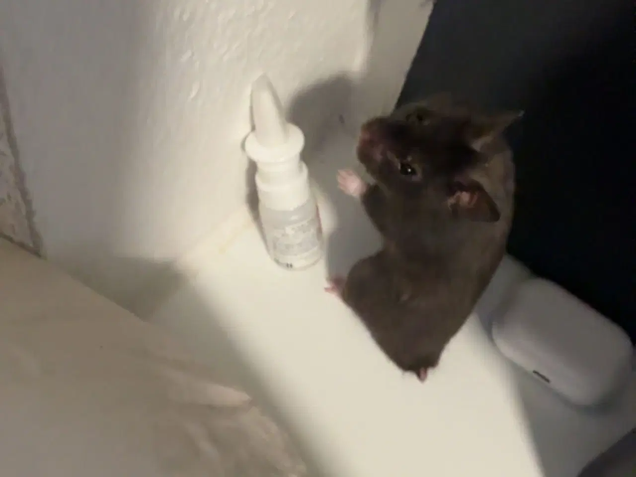 Billede 2 - Guldhamster 