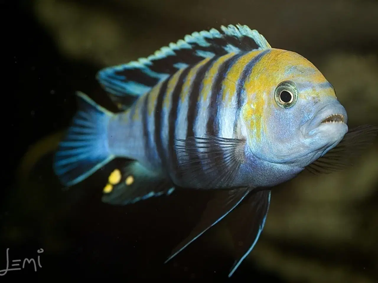 Billede 3 - Cynotilapia Zebroides (Afra Cobwe) 