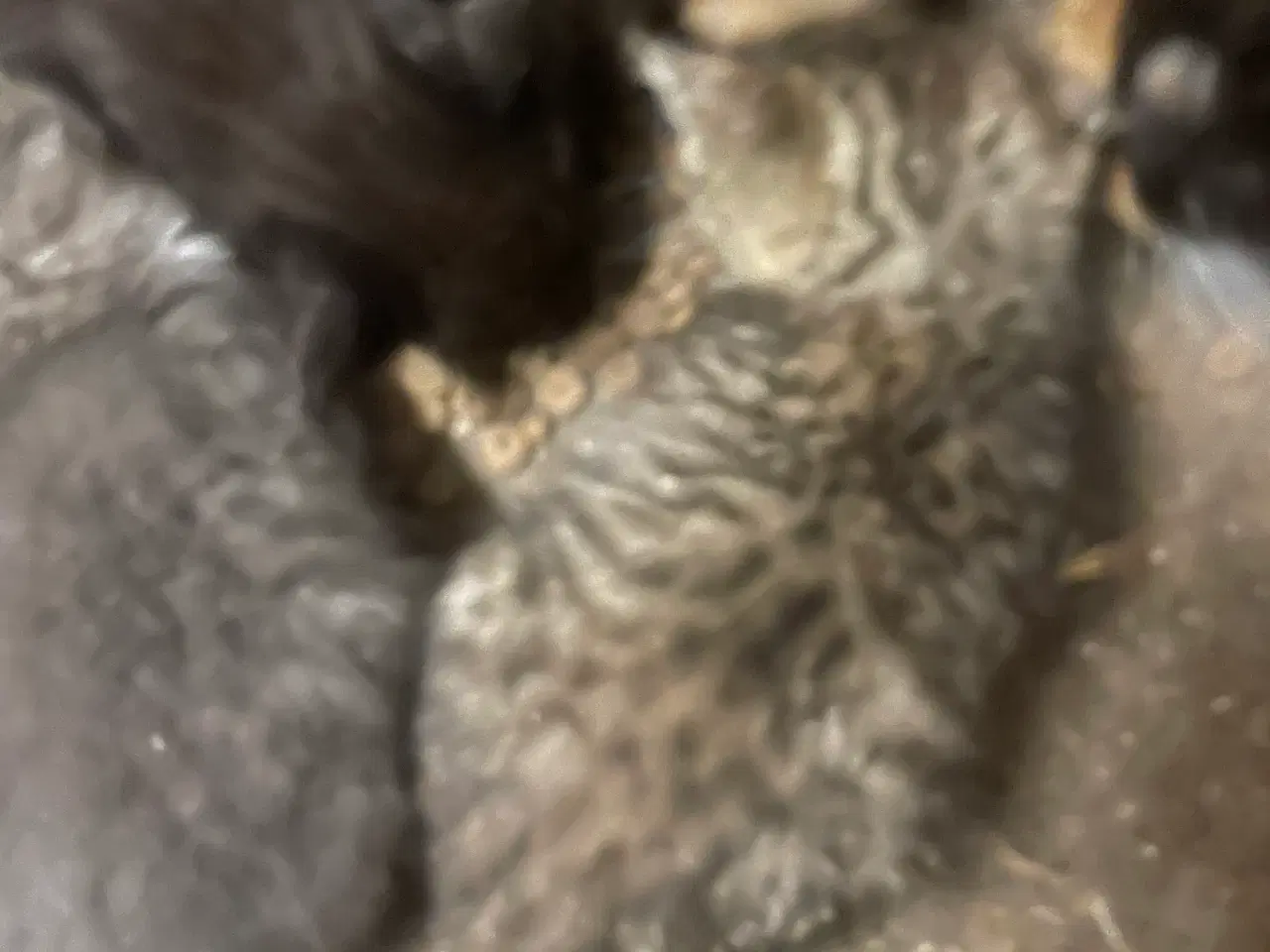 Billede 1 - Katte killinger 