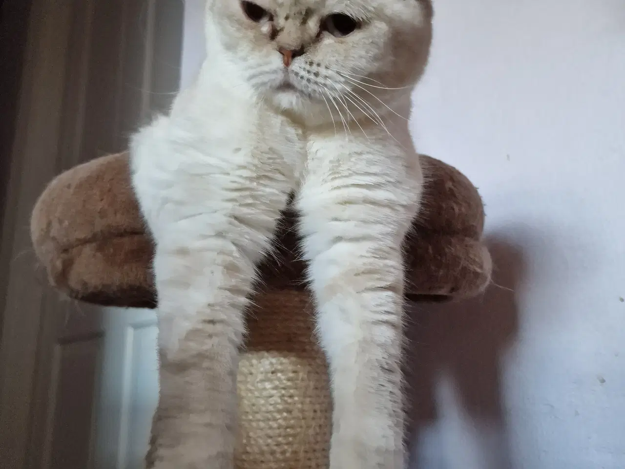Billede 8 - Scottish fold lynx point 