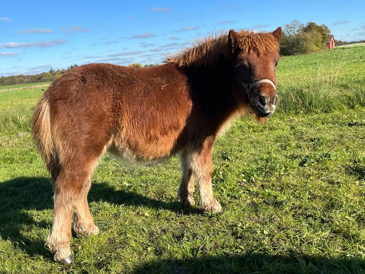 Billede 1 - Shetlænder hoppe